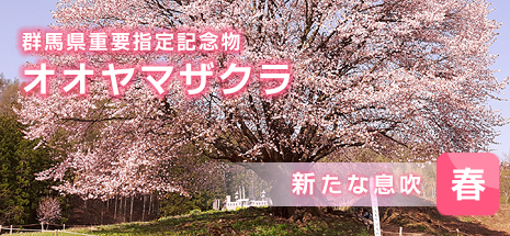 新たな息吹　群馬県重要視低記念物　天王桜